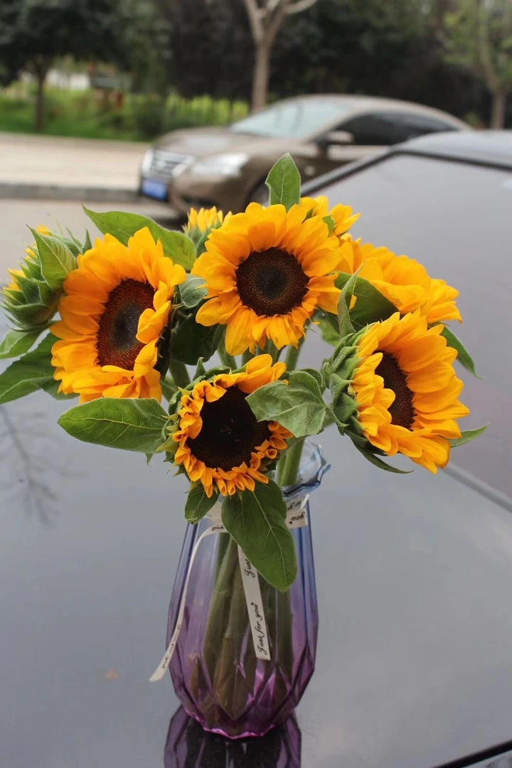 硬币向日葵10支   批发花店摆地摊鲜花基地直发一手货源