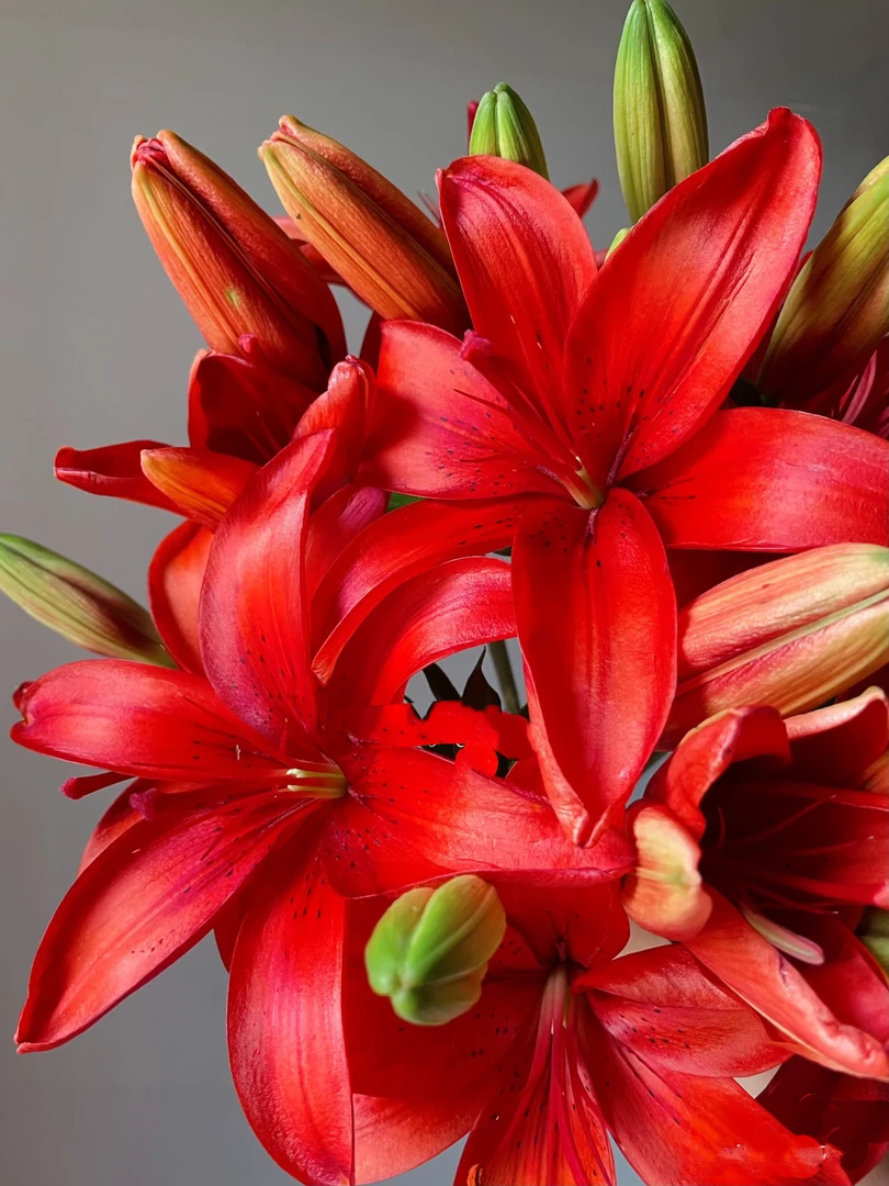 红宝石无香亚百合二头5支   云南基地鲜花 家养 水养