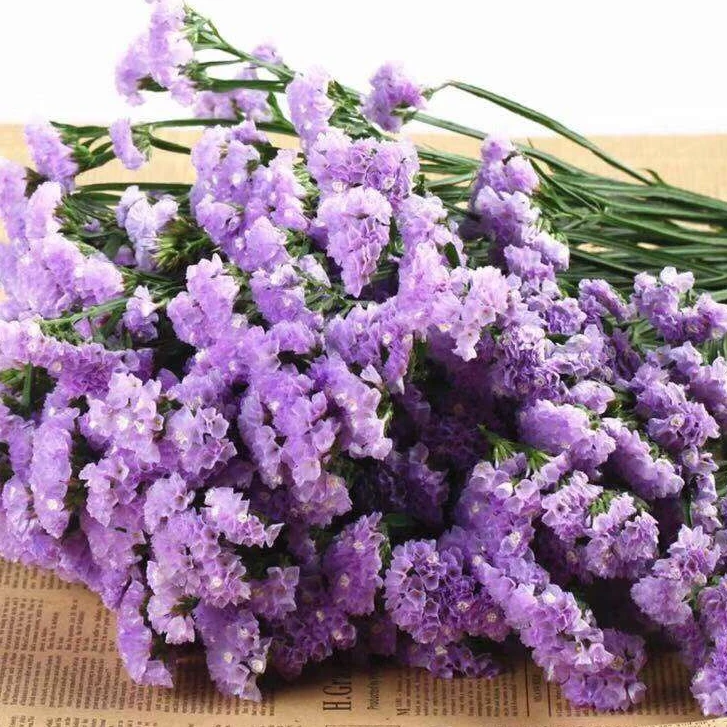 浅紫色勿忘我    云南基地鲜花  家养   可做干花