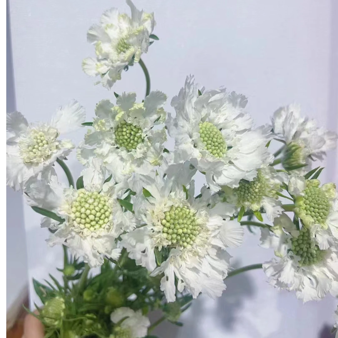 白色蓝盆花一把  批发花店摆地摊云南一手货源