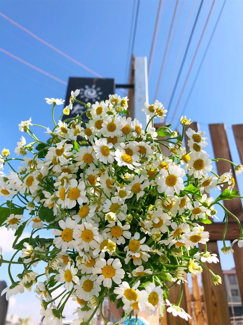 洋甘菊一把   18.9  批发花店摆地摊云南基地直发一手货源