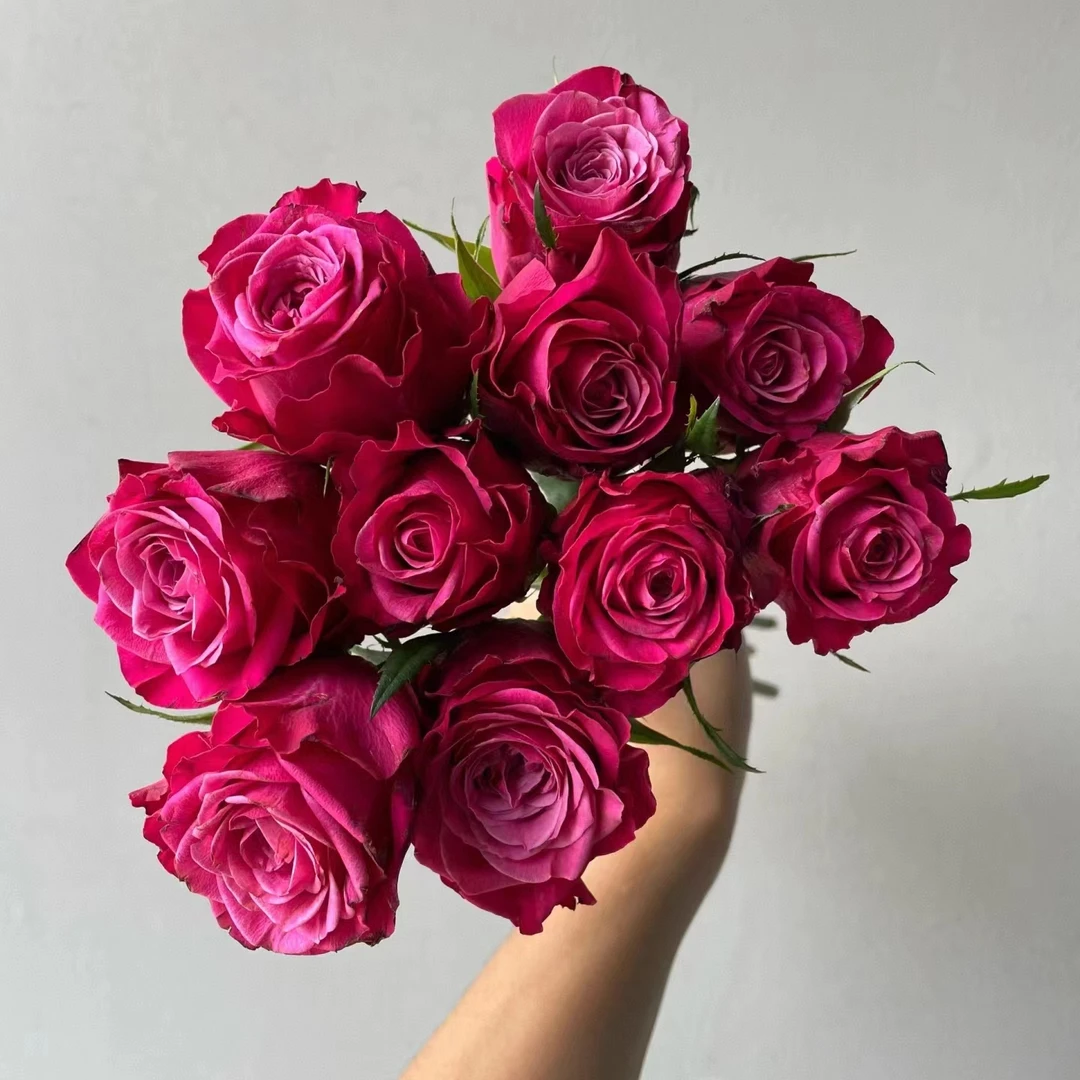 方德星荷苏珊玫瑰10支  无土栽培花期长  云南基地鲜花  直发