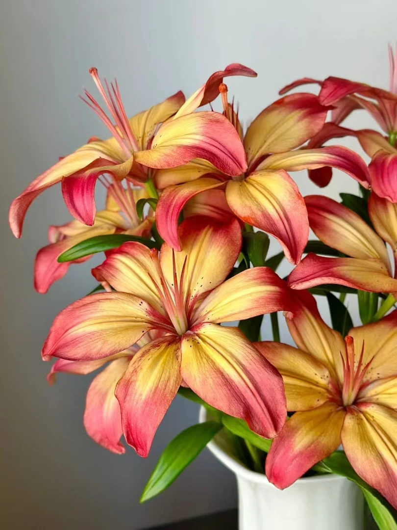 三头番茄炒蛋无香亚百合4支（12朵）  鲜花批发花店摆摊鲜花基地