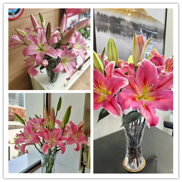 多头红色百合4支（12朵） 38  批发花店摆地摊直发一手货源