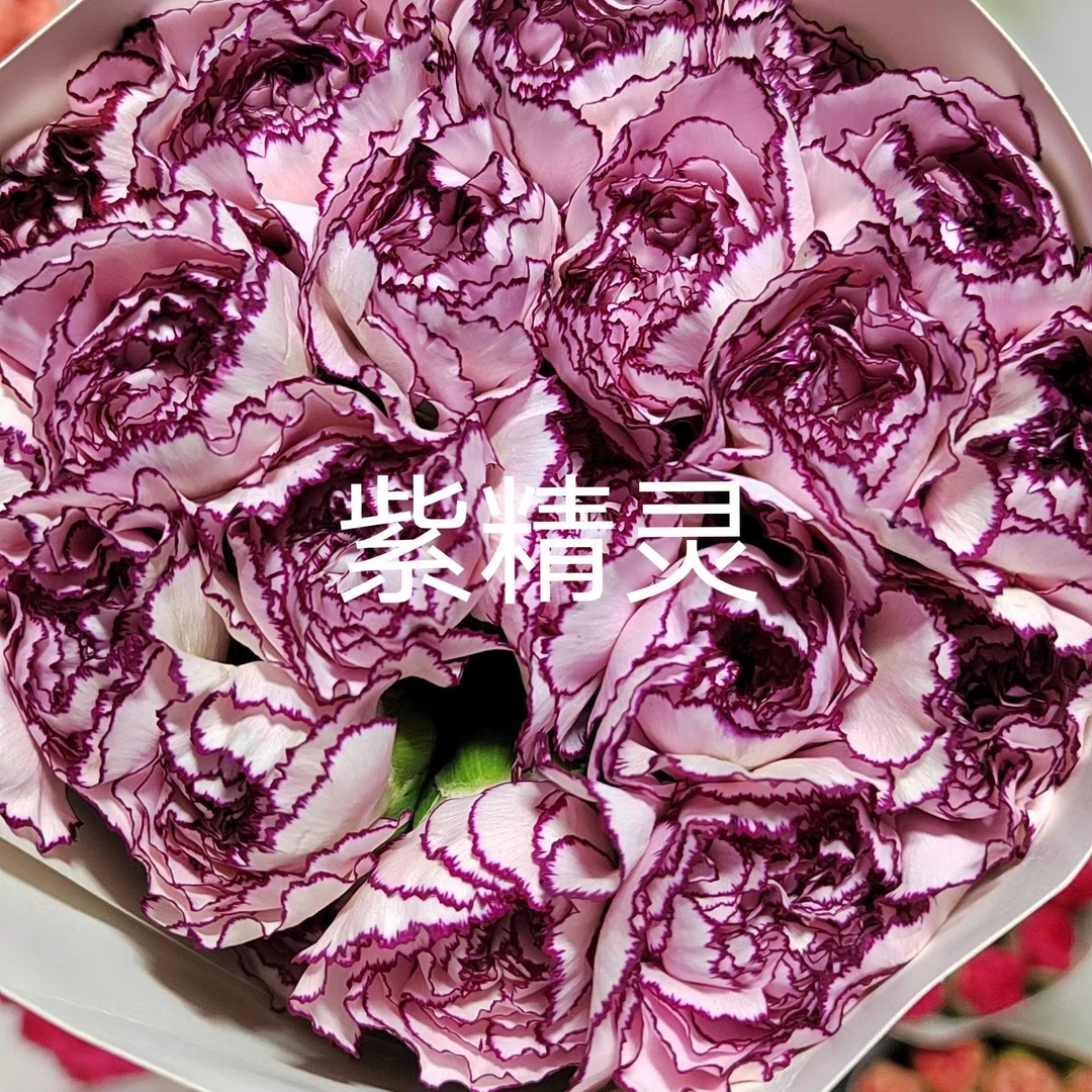 紫精灵单头康乃馨40支 批发花店摆地摊基地直发一手货源