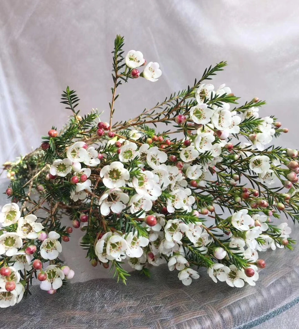 白色腊梅2把  批发花店摆地摊基地直发一手货源