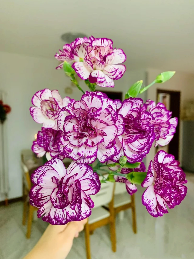 紫边多头康乃馨60支   批发花店摆地摊基地直发