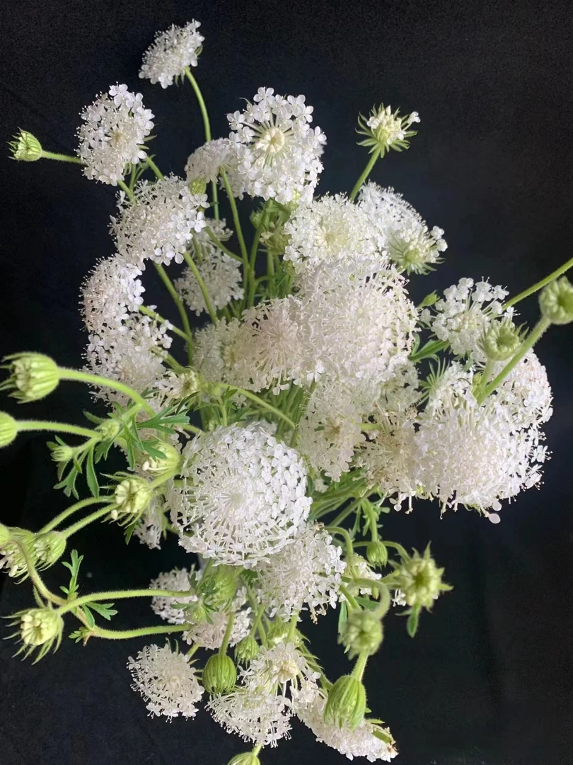 粉白色翠珠    批发花店摆地摊基地直发一手货源