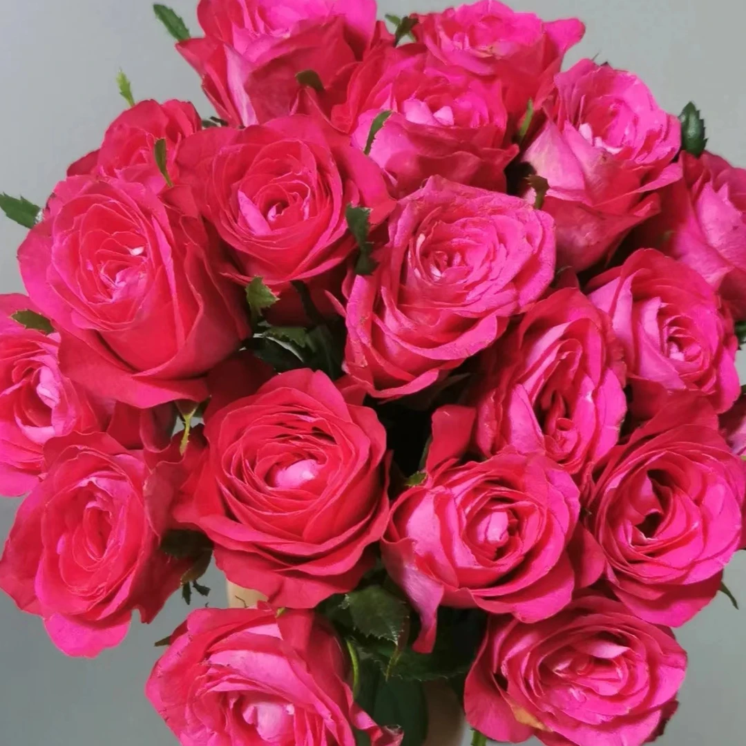 初心玫瑰10支    云南基地鲜花   批发花店摆摊直发一手货源