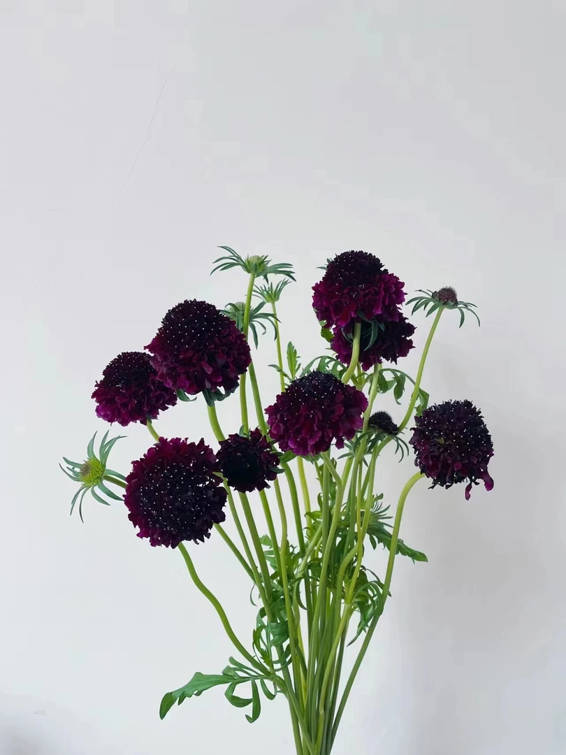 黑紫色松虫草3把  批发花店摆地摊一手货源 家养水养