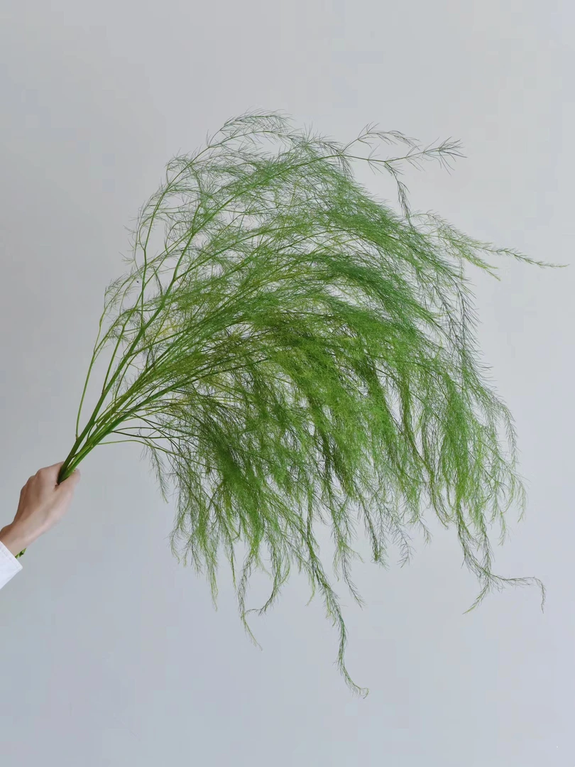 卢荀草一把 云南基地鲜花直发 一手货源摆地摊云南基地  家养水养