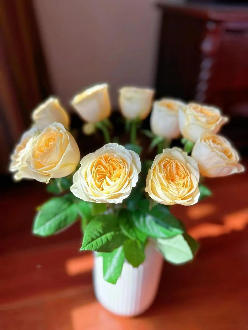 方德荷冠奶油杯玫瑰10支无土栽培花期长云南基地鲜花家养水养
