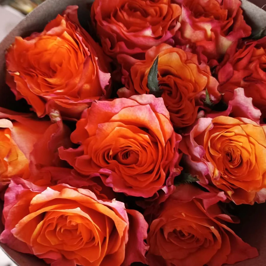 火灵鸟玫瑰10支     批发花店摆摊云南基地鲜花直发家养水养