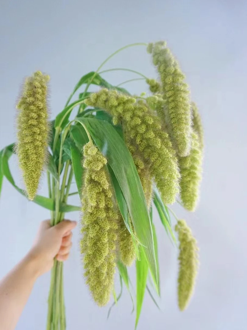 熊尾一把 批发花店摆地摊云南基地直发一手货源