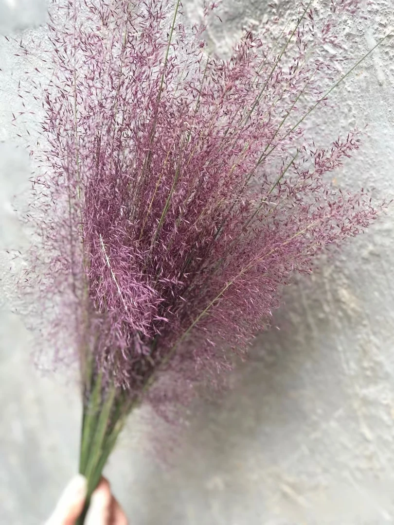 粉黛乱子草一把      批发花店摆地摊云南基地直发