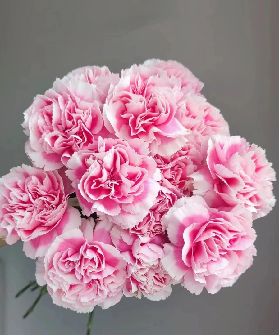 花店批发 笑颜单头康乃馨40支  一手货源摆地摊  云南基地