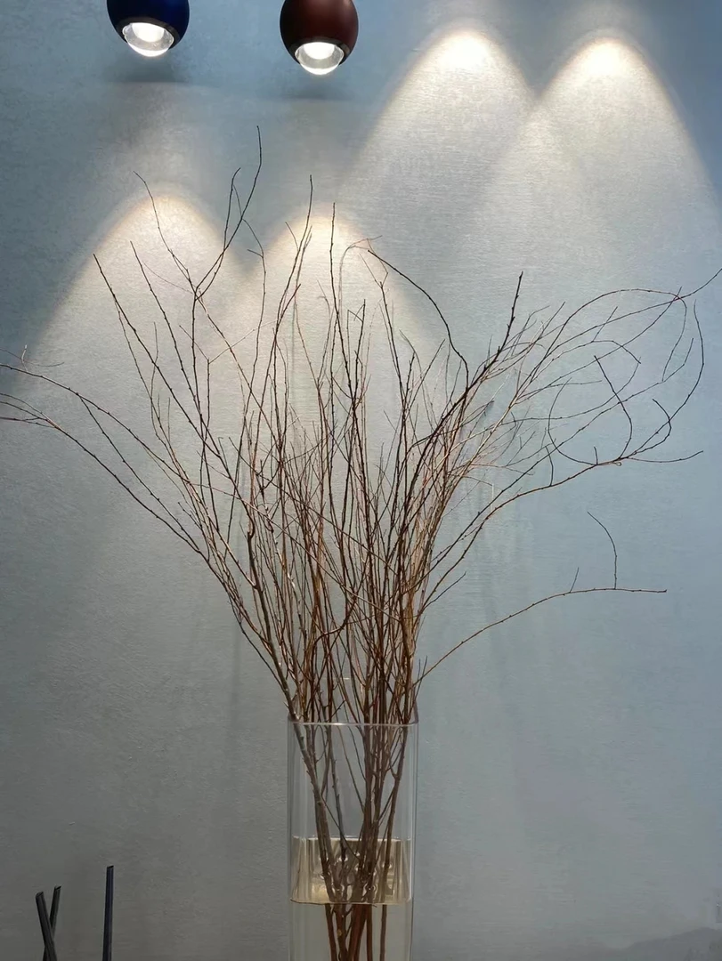 [干支雪柳]枯木逢春 遇水开花发芽 带芽发货/懒人植物好养耐养