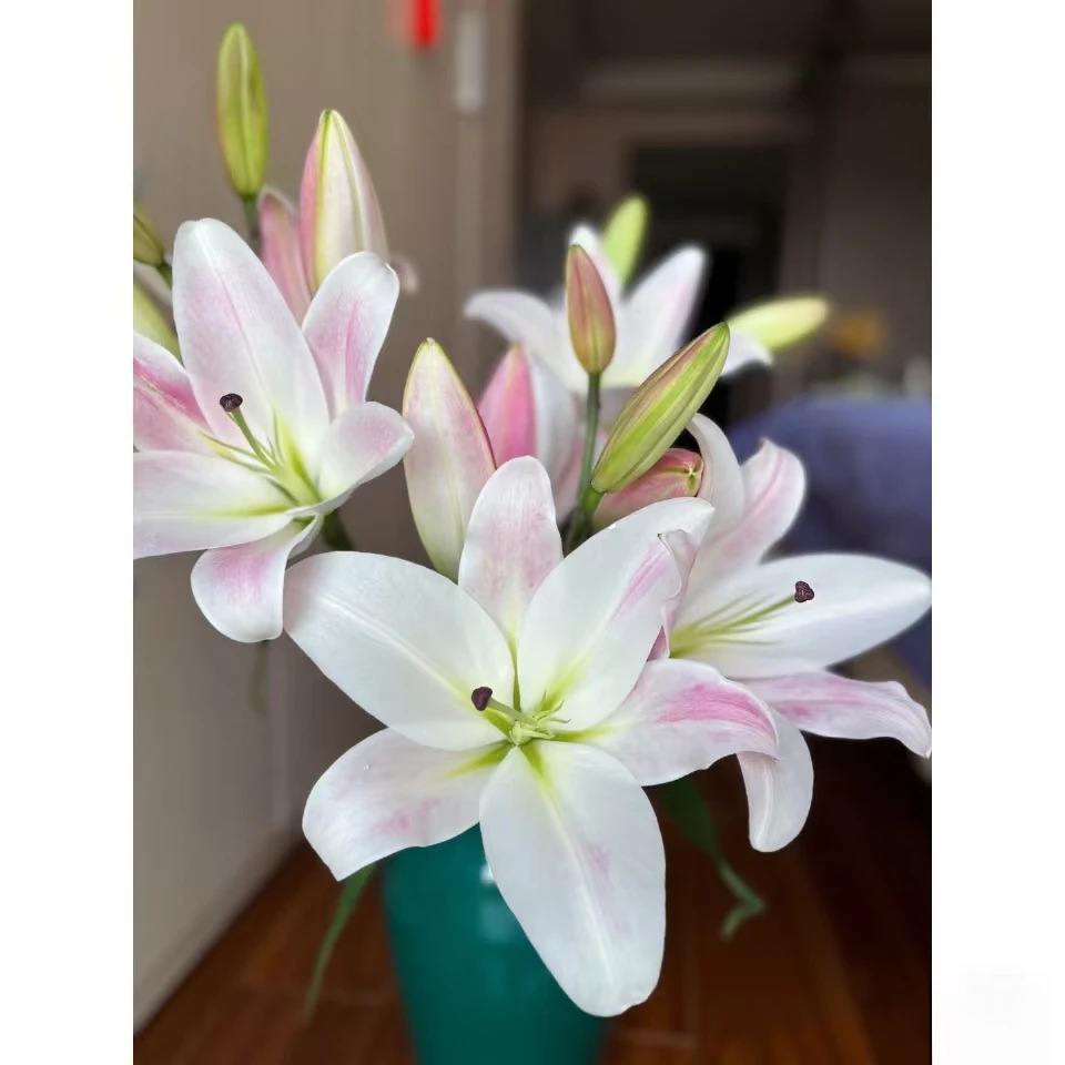 麦当娜百合二头5支（10朵）   云南基地鲜花 家养 水养