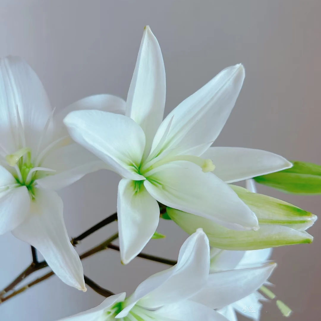 新品白精灵无香亚百合多头2支    云南基地鲜花  家养 水养