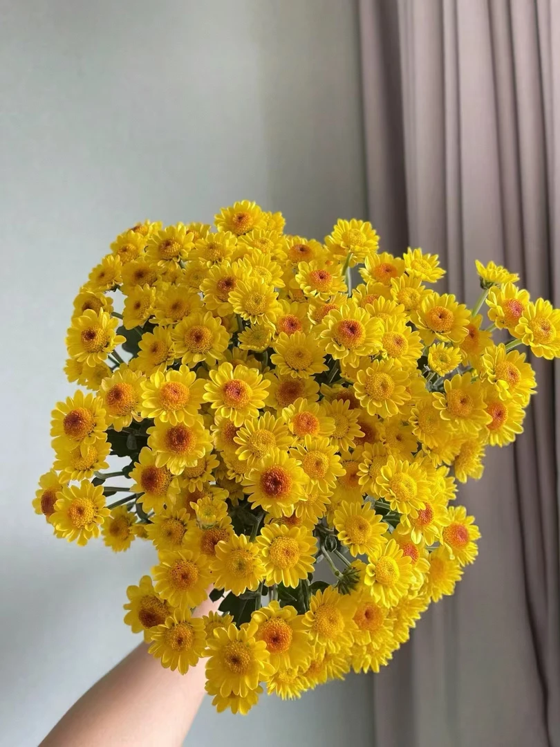 黄色小太阳小雏菊一把   云南基地直发  批发  一手货源