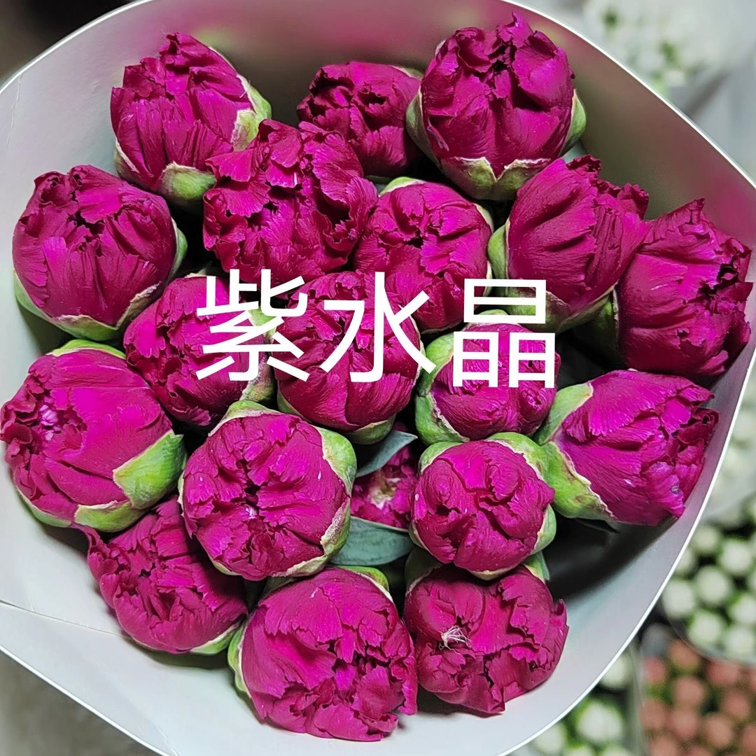 花店批发紫水晶单头康乃馨40支   一手货源摆地摊