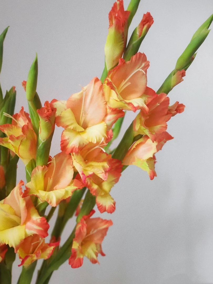 番茄炒蛋剑兰5支/10支  批发花店   基地直发  家养水养