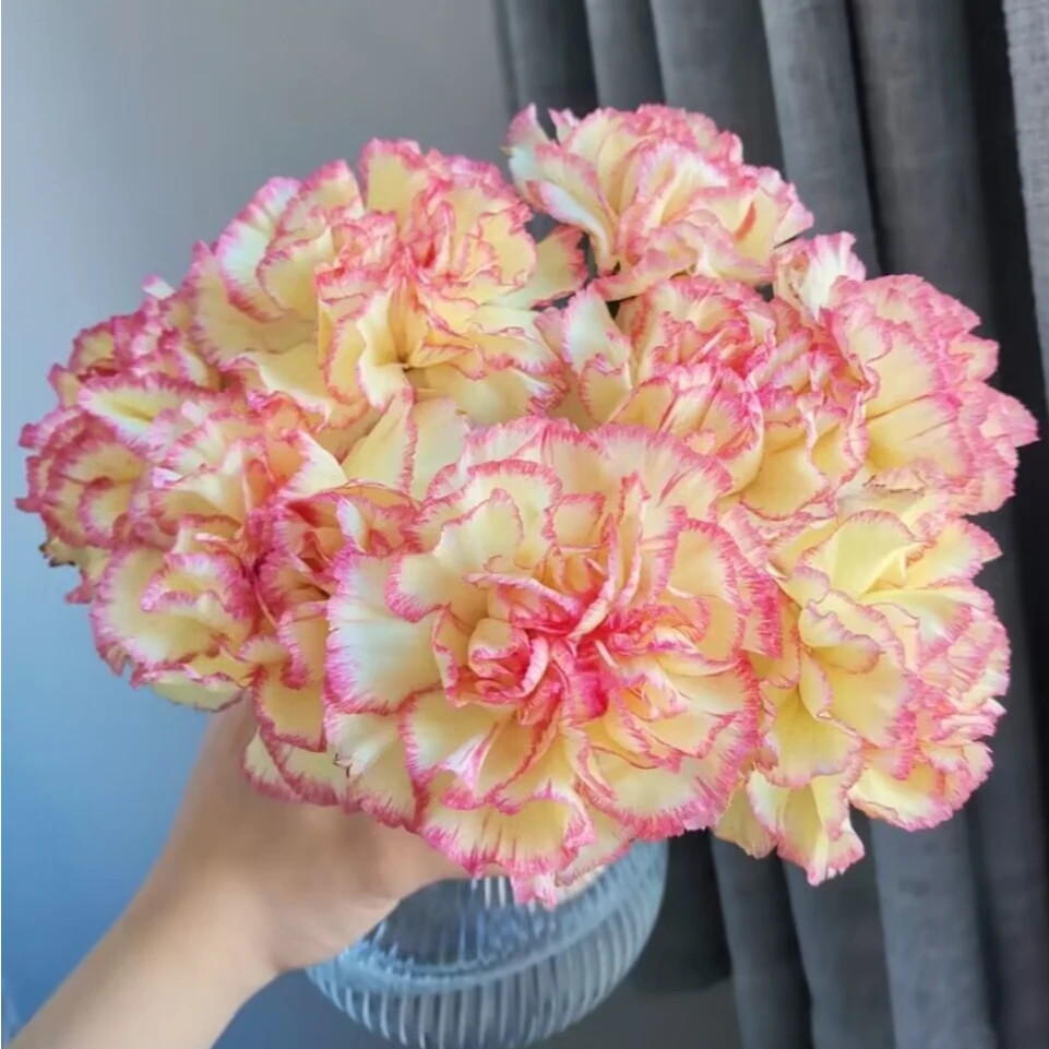 花店批发俏新娘单头康乃馨60支一手货源摆地摊云南基地鲜花