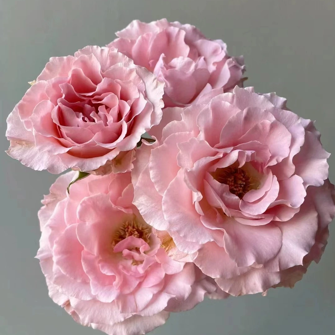 小头单头人鱼公主泡泡10支 多头玫瑰 批发花店摆地摊直发一手货源