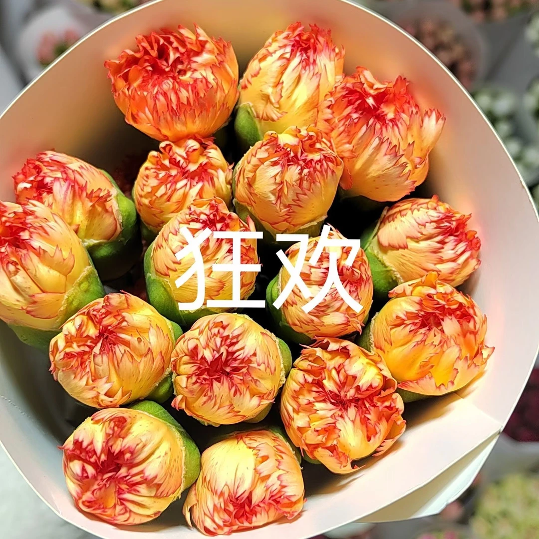 狂欢单头康乃馨40支 29.9   批发花店摆地摊基地直发一手货源