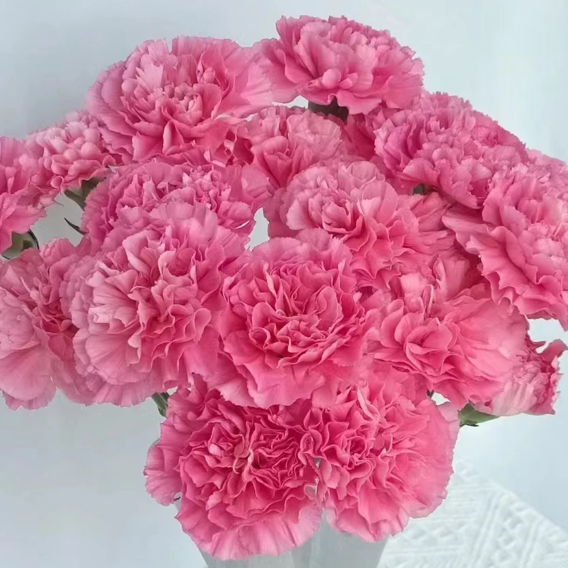 小桃红单头康乃馨80支 29.9 批发花店摆地摊云南基地直发一手货源