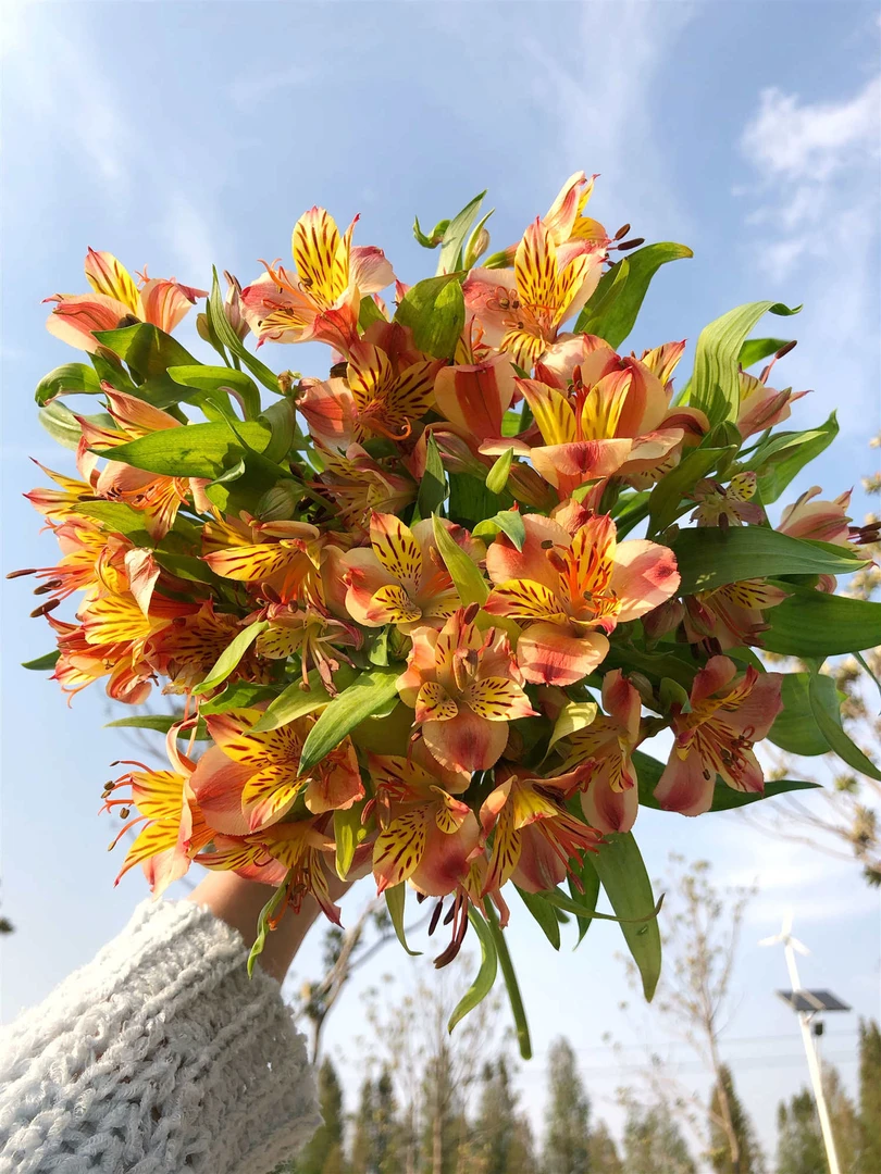 六出花20支  13.9   批发花店摆地摊直发