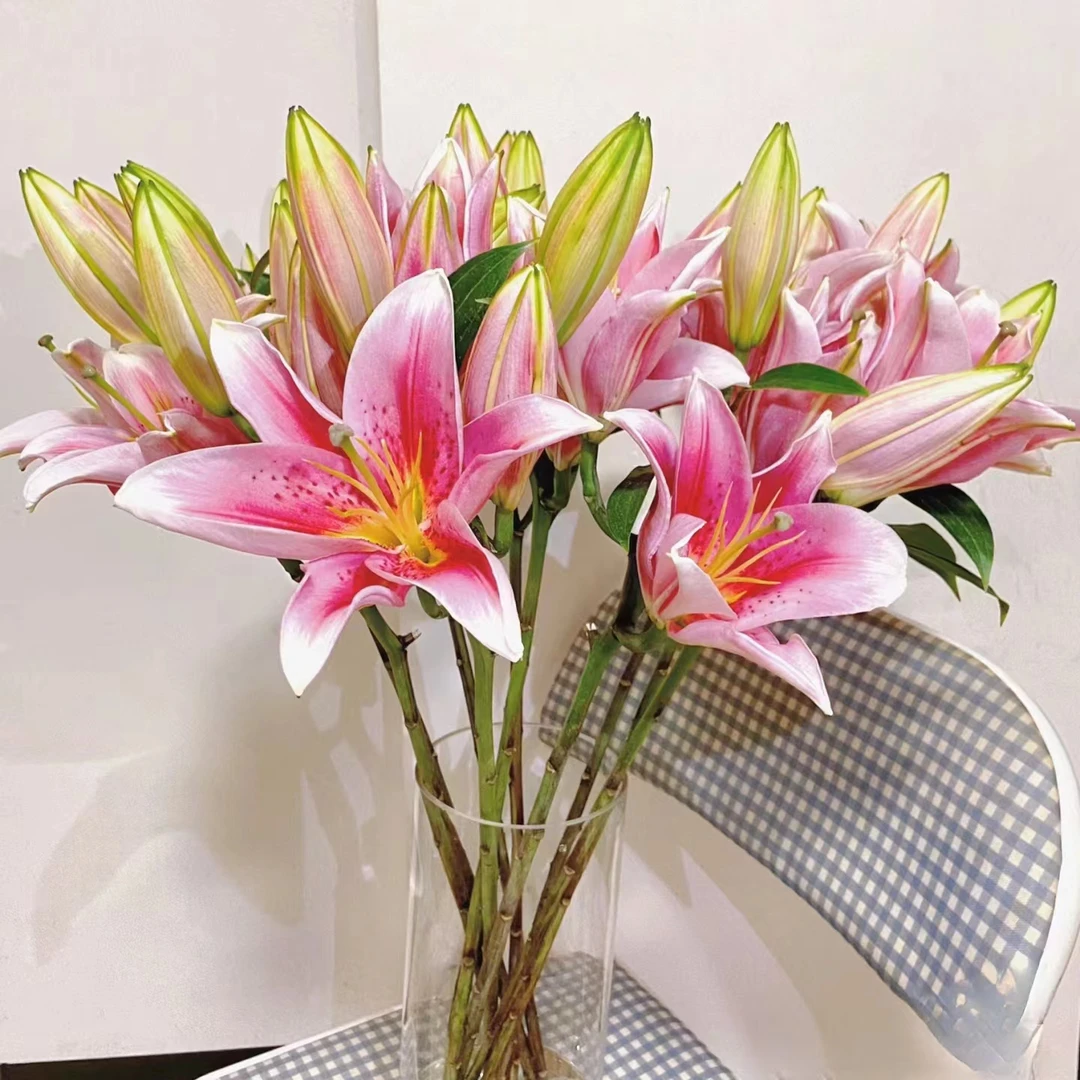 一头梯伯粉百合5支  花店摆地摊基地直发