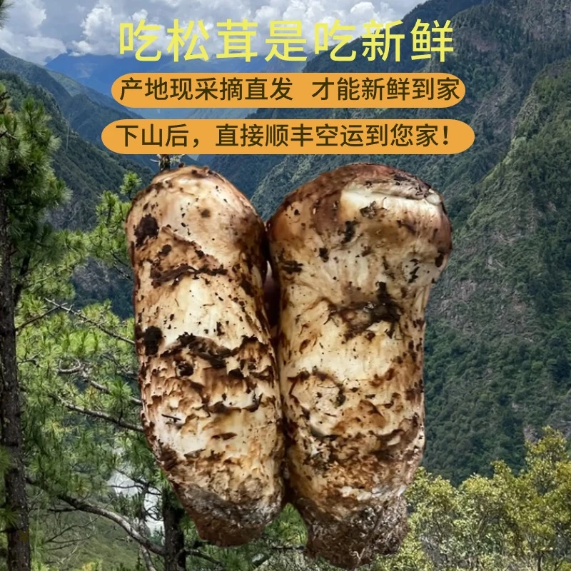 【产地直发】5cm未开伞松茸500g/1000g