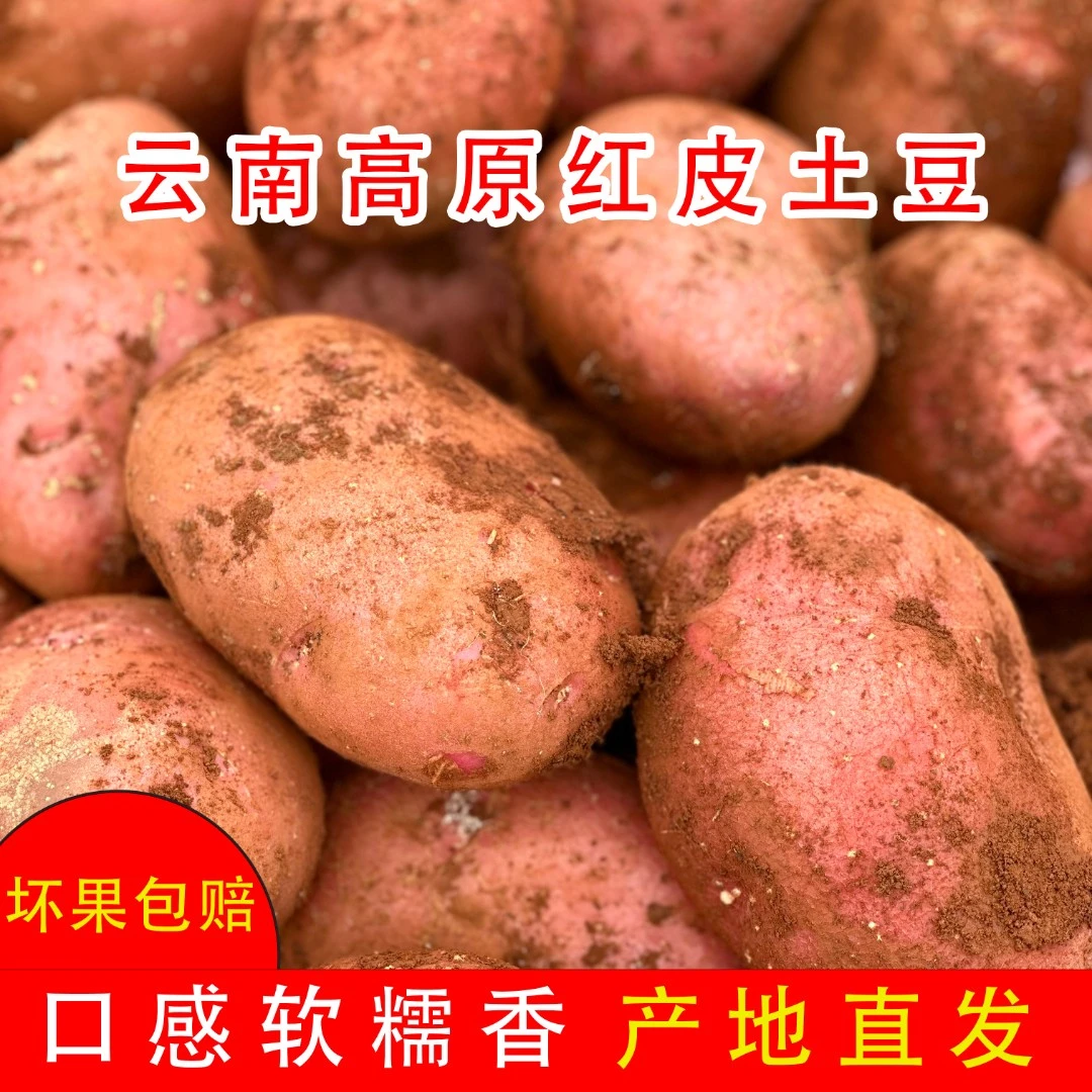 云南农家新鲜清香高原红皮精选黄心土豆产地直销细腻皮薄【包邮】