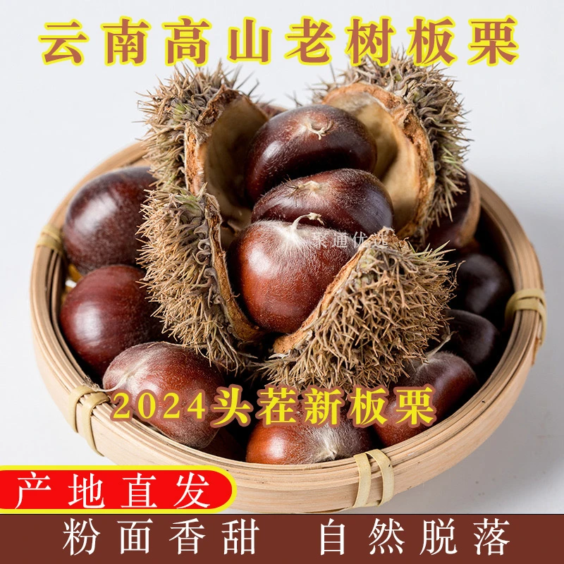 云南高山精选老树板栗产地直发脆甜粉面香甜
