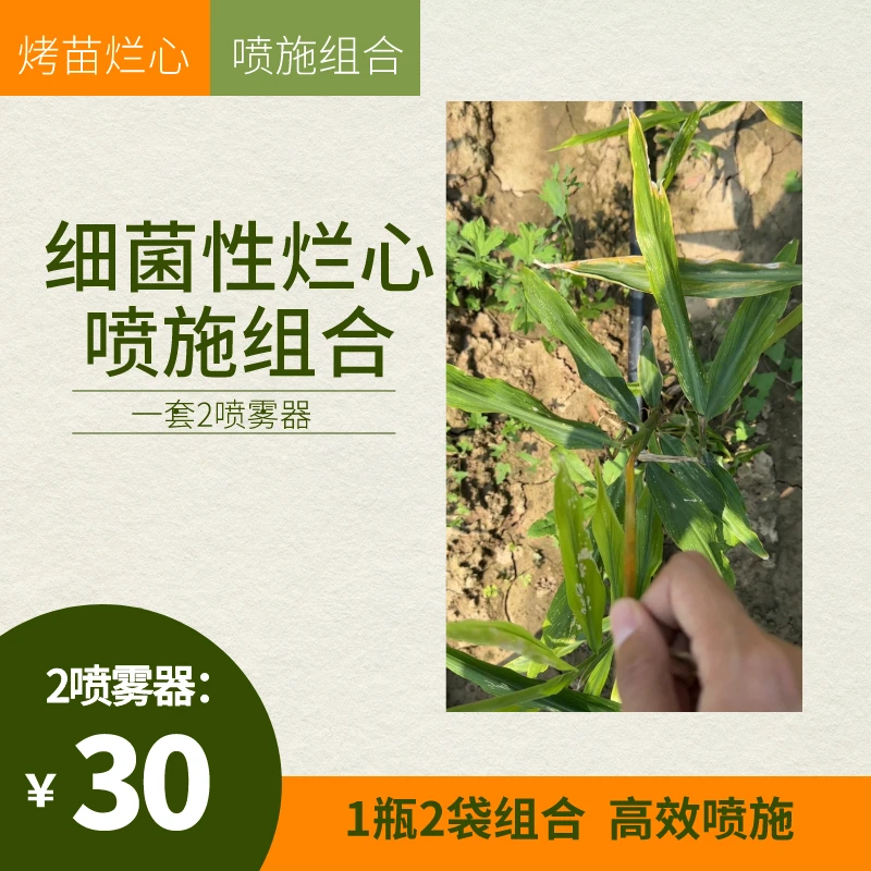 大姜细菌性烂芯组合：恢复长势防治高温烤苗烂芯 1套2喷雾器