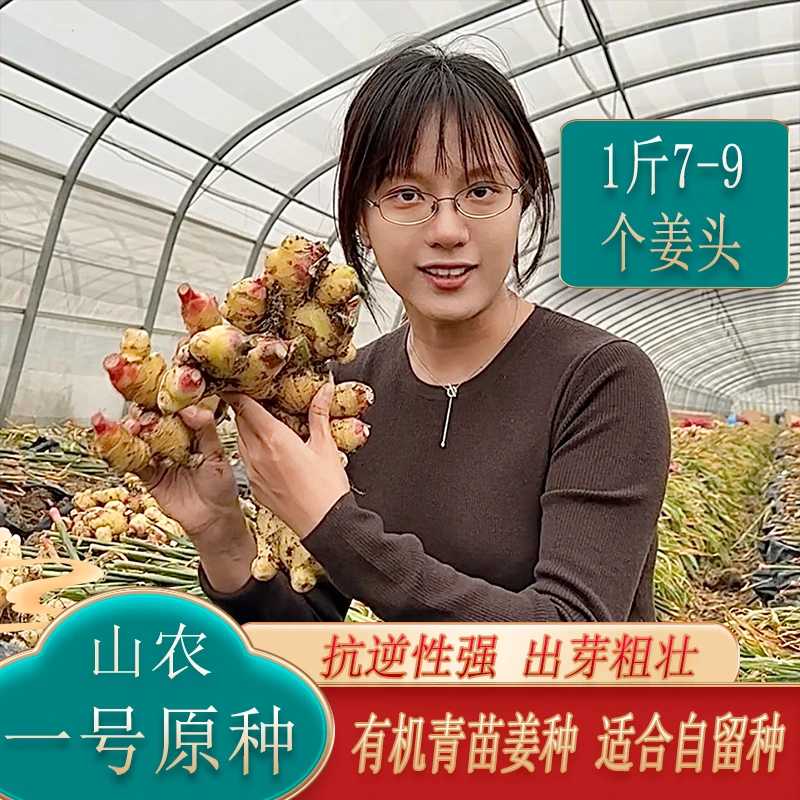 有机姜种：山农一号原种抗逆性强无土传病害底芽粗壮出成高