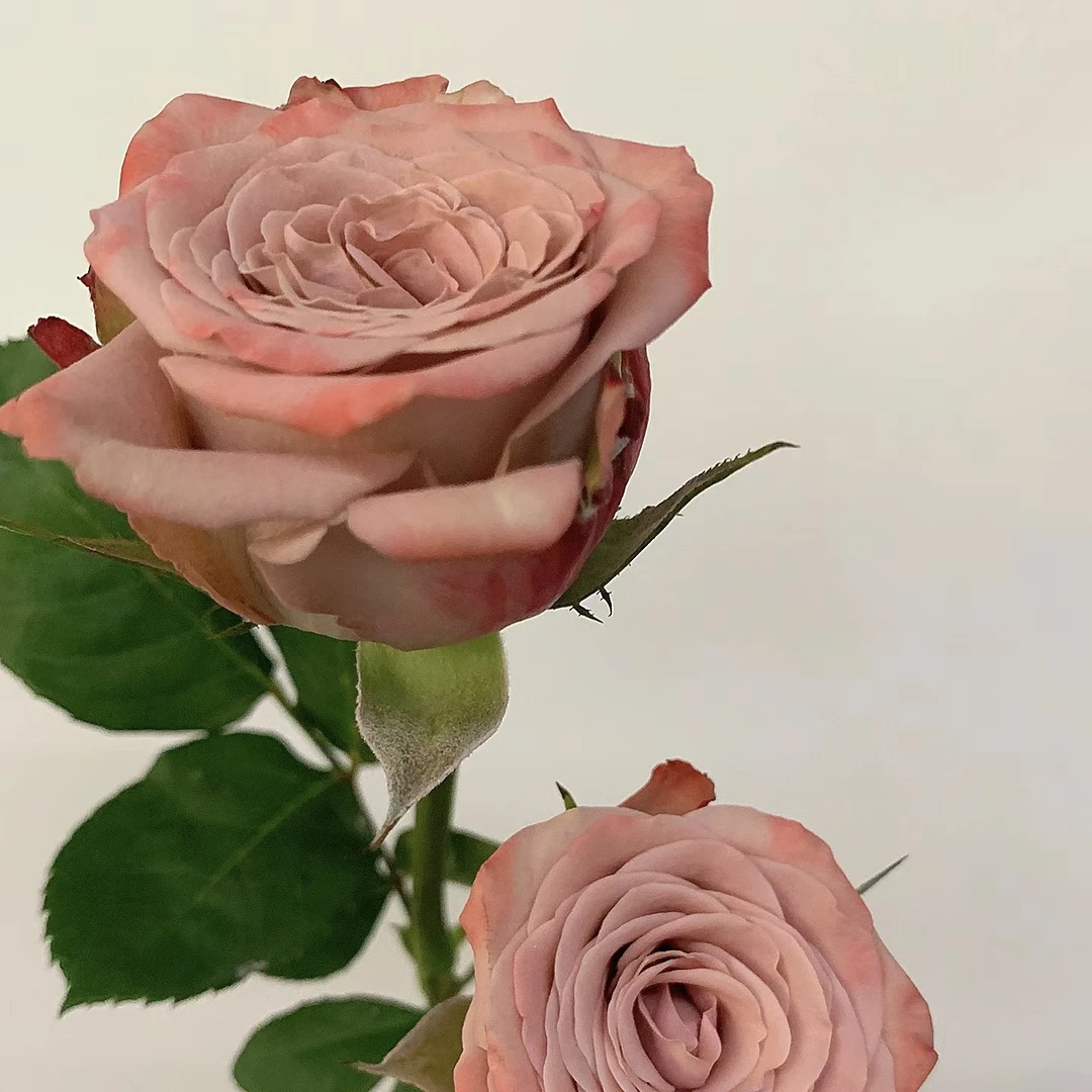 卡布奇诺  老桩独颗切花  四季开花 室内外盆栽玫瑰花