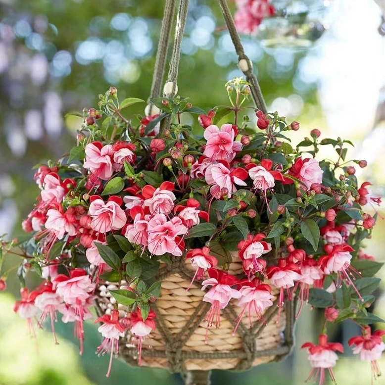 倒挂金钟（灯笼花） 红壳白花瓣 爆花机器 室内外盆栽花卉 多年生