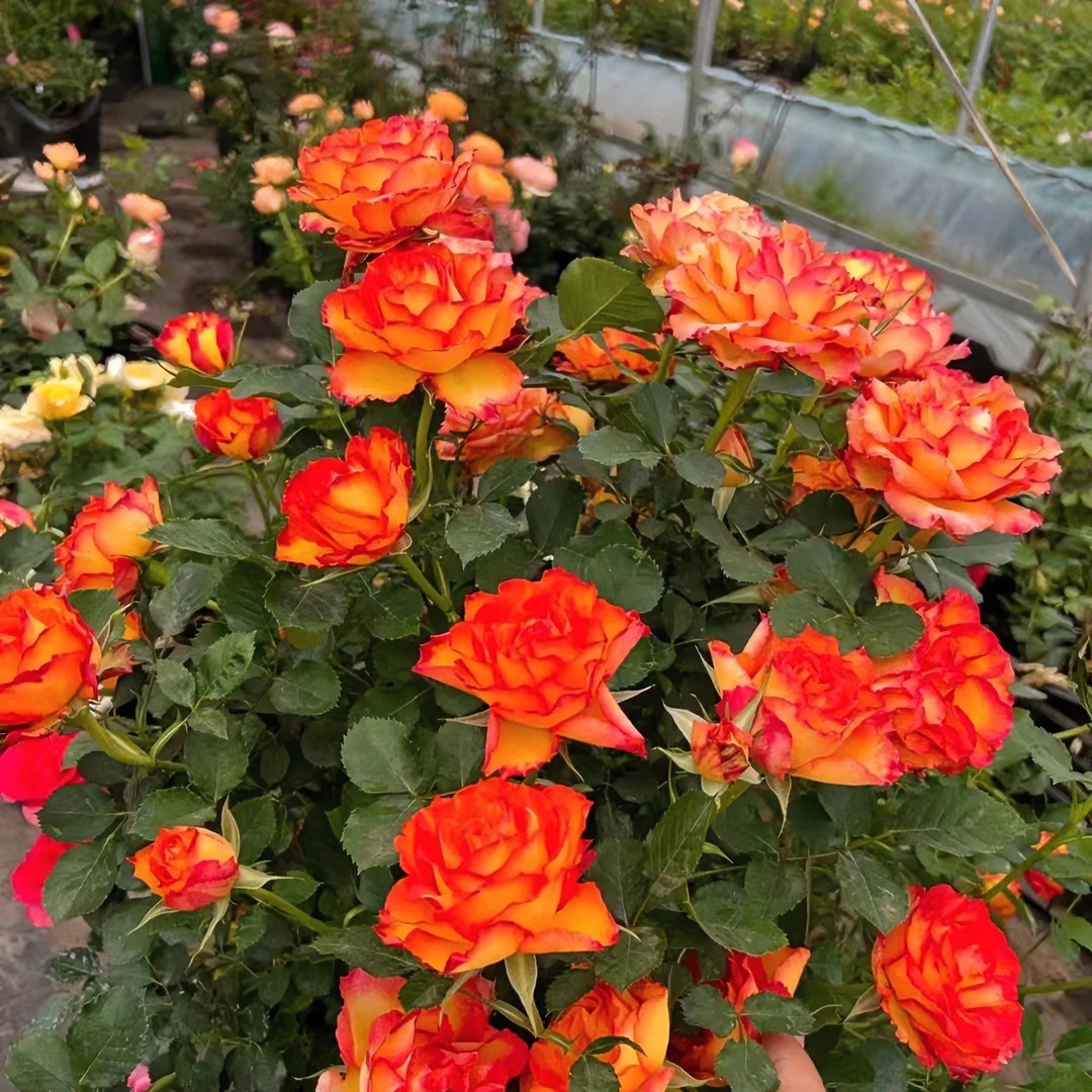 火焰   一盆多颗四季开花   阳台庭院盆栽月季花植物美观红色春季