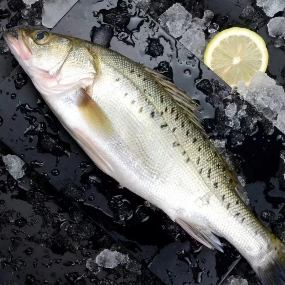 新鲜海鲈鱼2条   69.9元