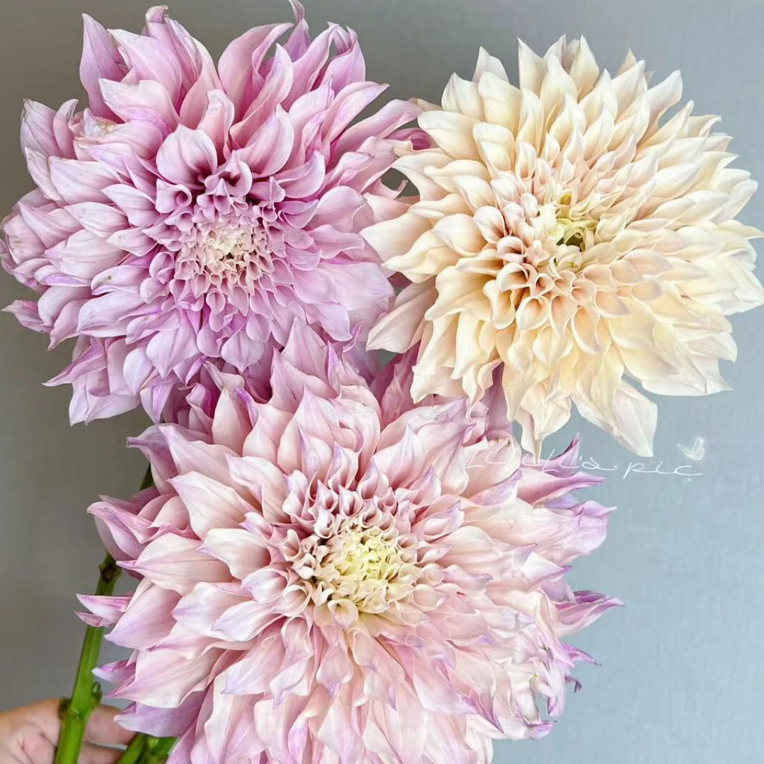 【牛奶咖啡】进口大丽花种球 网红爆款 1坨装