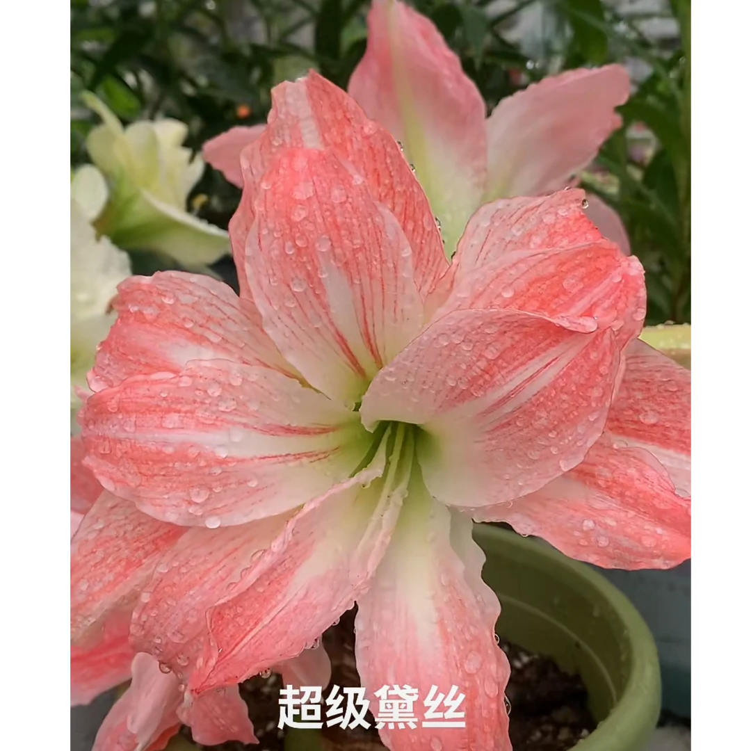 荷兰朱顶红【超级黛丝/巨人黛丝】种球地栽盆栽阳台庭院包对版