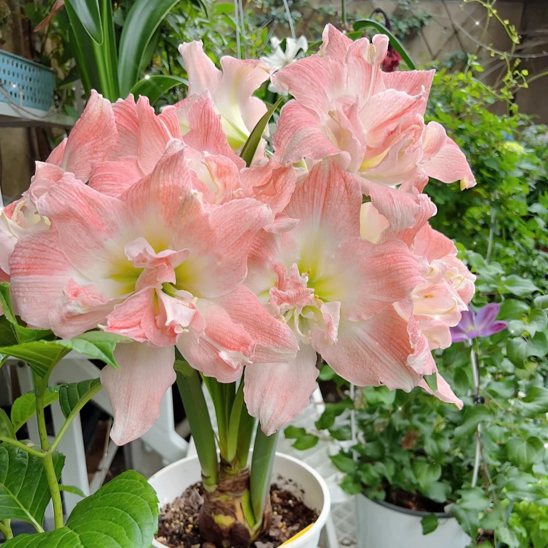 秘鲁朱顶红【蒂卡公主】种球地栽盆栽阳台庭院包对版