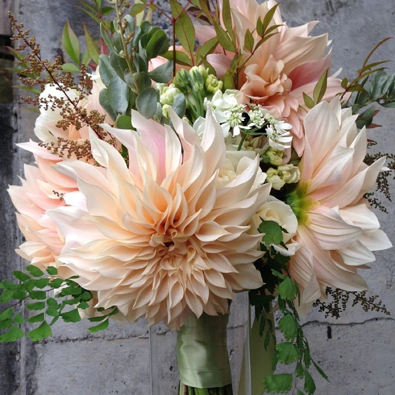 秋植现货进口盆栽庭院大丽花种球地瓜花繁殖快牛奶咖啡1件包邮