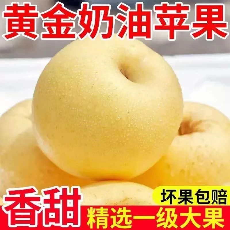 正宗山东奶油黄金富士苹果脆甜现摘新鲜营养水果礼盒装