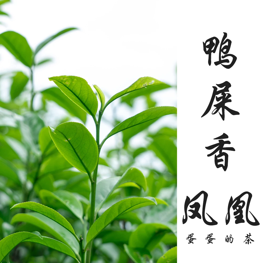 鸭屎香|单枞茶|2024年高山头春|单丛茶银花香|蛋蛋的茶单丛茶