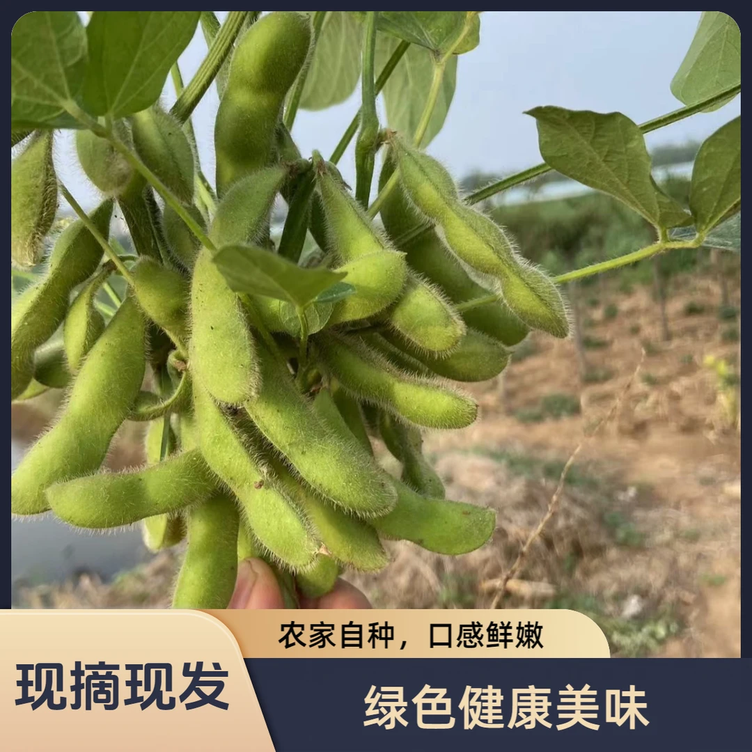 饱满新鲜带壳农家现摘豆荚鲜嫩豆子当季蔬菜包邮应季毛豆新鲜批发
