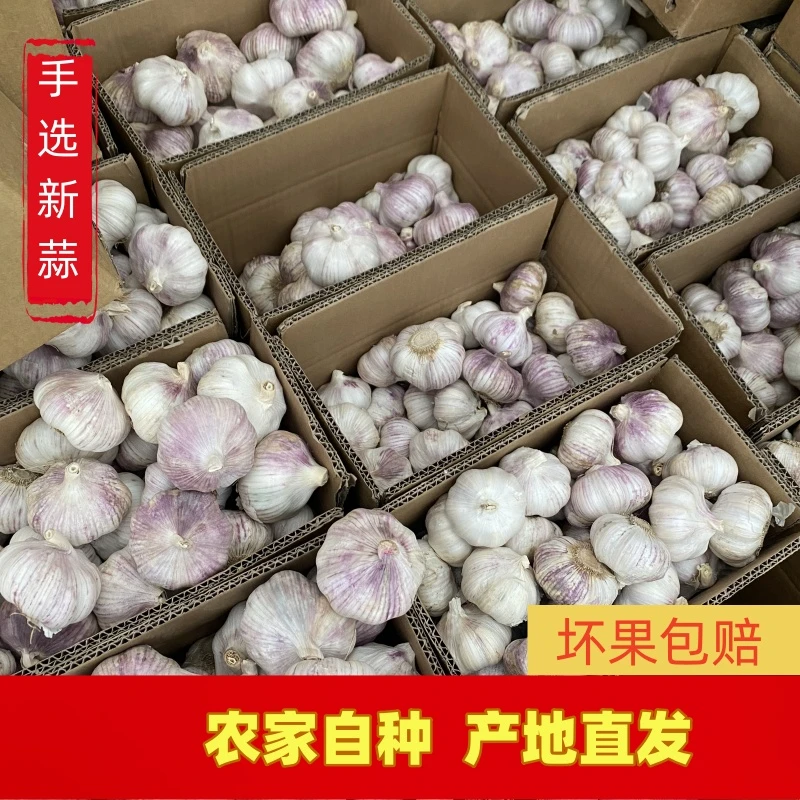 2024年农家新干蒜江苏邳州紫白皮大蒜新鲜包邮3斤/5斤自种