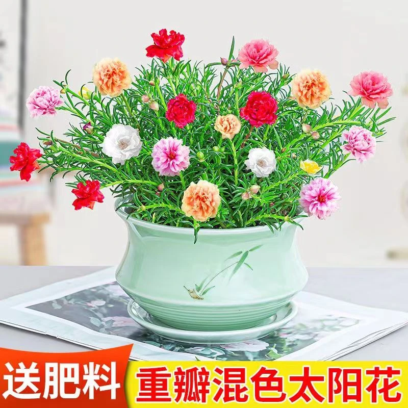 太阳花盆栽重瓣混色带盆四季好养室内外阳台开花绿植花卉简单易活